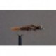 dragonfly sp