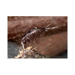 FlashbackBrownShrimp