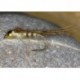 GheadMayflyNymph