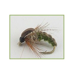Hatching Sedge Olive
