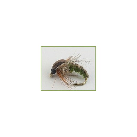 Hatching Sedge Olive