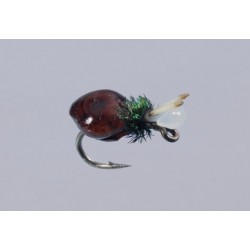 Salvinis Albertos Snail