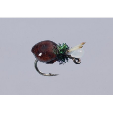 Salvinis Albertos Snail