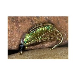 Sparkle Sedge Pupae