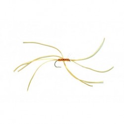 Spider Northern Amber