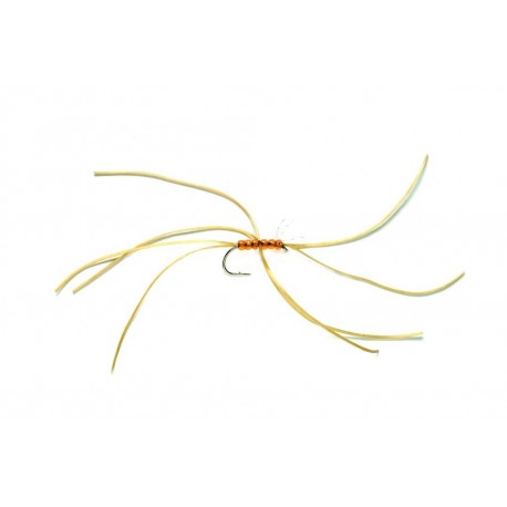 Spider Northern Amber