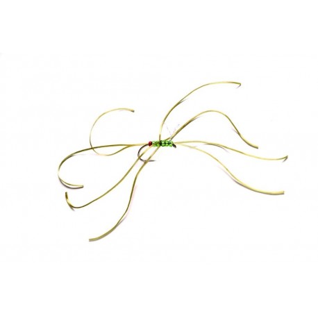 Spider Northern Olive Red