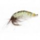 THIN SKIN CADDIS LARVA
