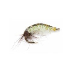 THIN SKIN CADDIS LARVA
