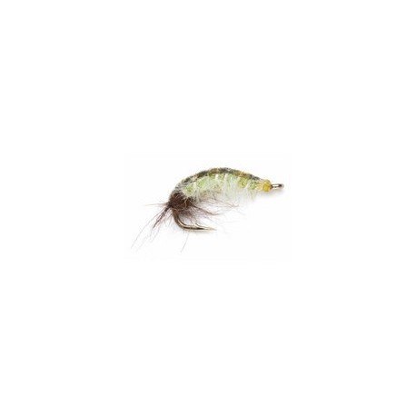 THIN SKIN CADDIS LARVA