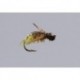 Water Boatman