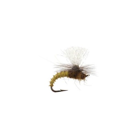 Christiaens Gt Adult Bwo
