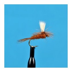 Parachute Madam X Pmx Royal