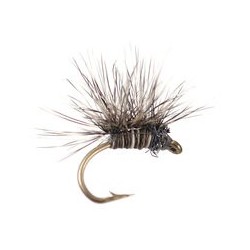 Paraloop Light Cahill