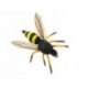 Wasp