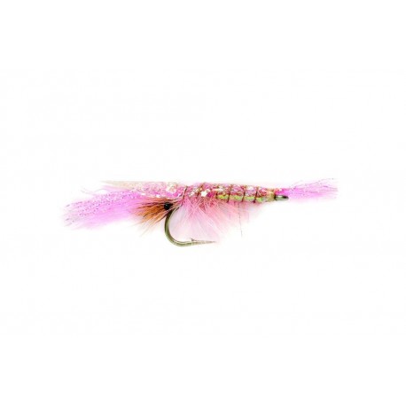 Flashback Shrimp Pink