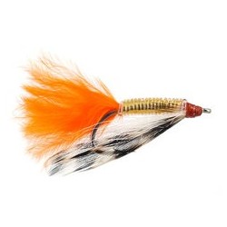 Snapping Shrimp Orange