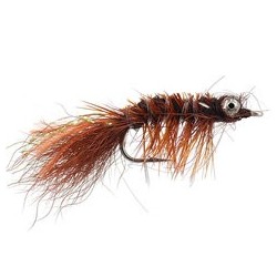 Spawning Shrimp Brown