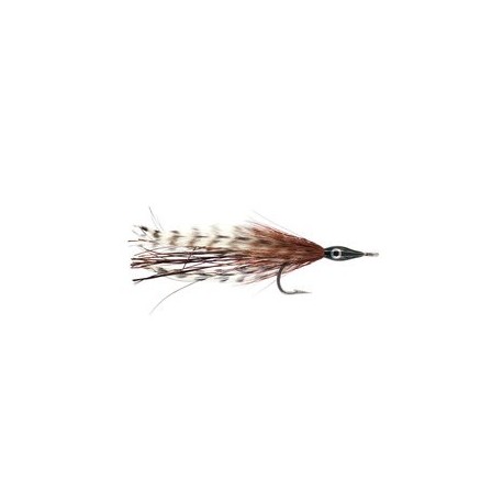 Tarpon Cockroach