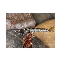 Sw Shrimp Grey