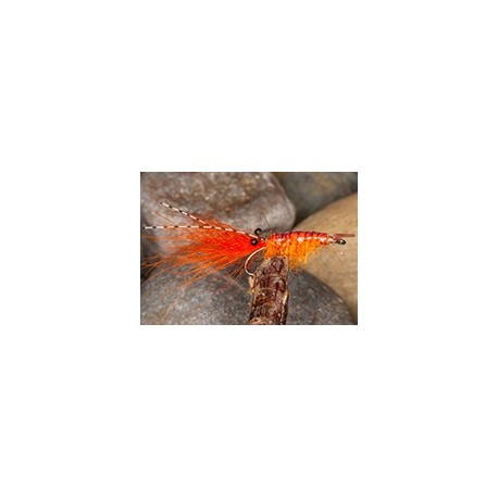 Sw Shrimp Orange