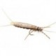 Large Realistic Brown Stonefly