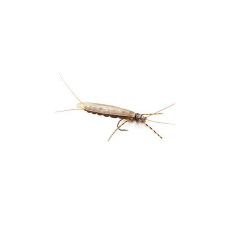 Large Realistic Brown Stonefly