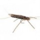 Large Realistic Dark Stonefly