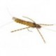 Large Realistic Yellow Stonefly
